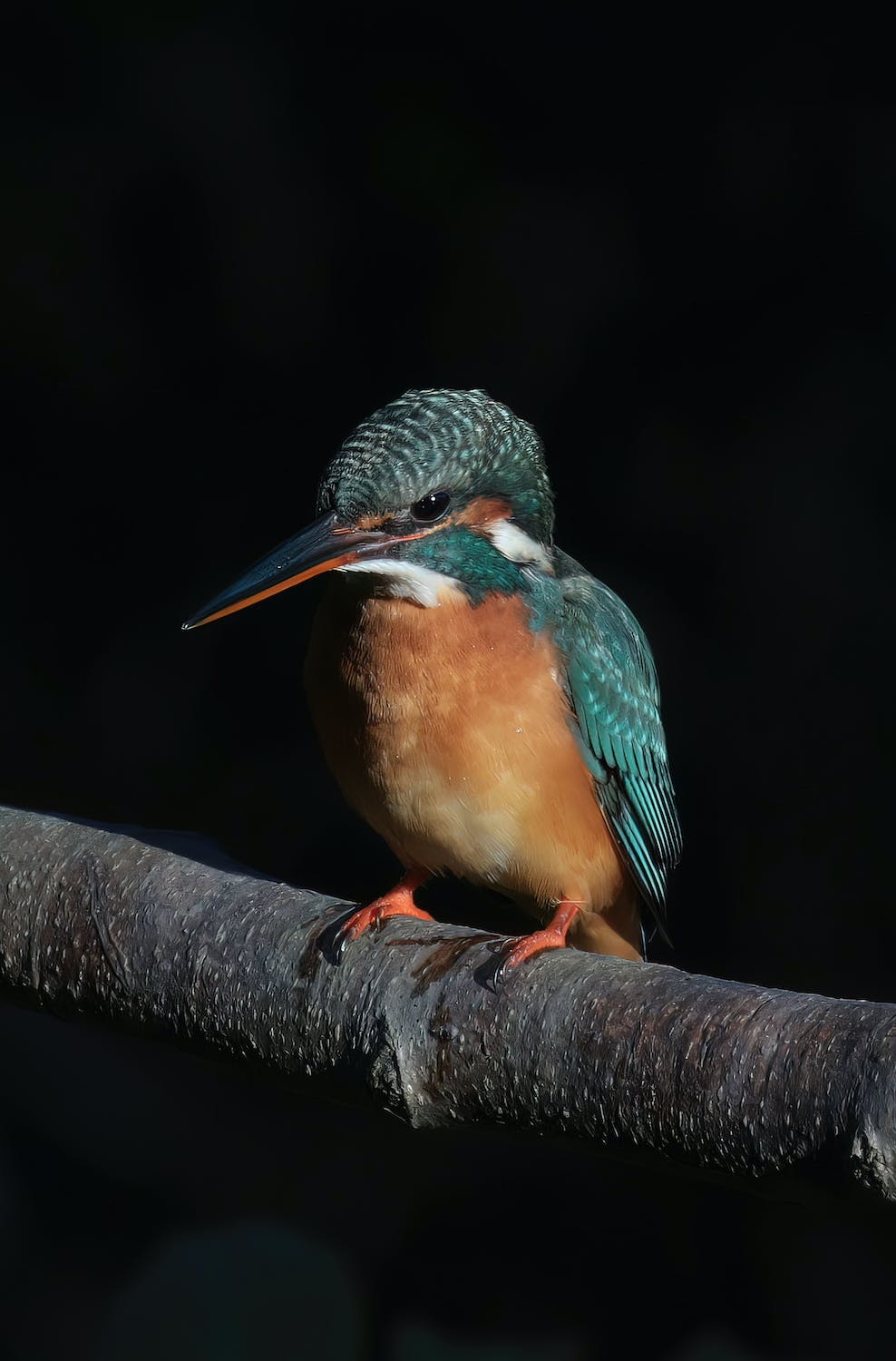 free-photo-of-close-up-of-a-common-kingfisher
